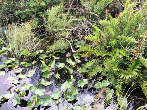 airboat in everglades (1)